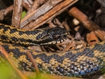 Adder