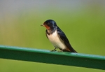Swallow