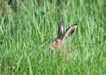 Brown Hare