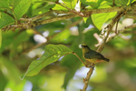 Olive-backed Euphonia portfolio