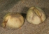 Echinocardium cordatum