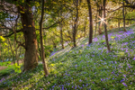 z3410 Bluebells, Mottistone