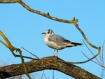 Black-headed Gull
