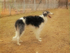 GNEV (CH Aldebaran de Nobile Veltrus x CH Miskat Tzarai)