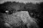 Sheep in Bushes