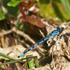 Enallagma cyathigerum