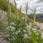 Apennine Foxglove (Digitalis lutea subsp. australis, syn. D.micrantha) 