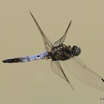 Black-tailed Skimmer (Orthetrum cancellatum) M
