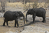 Young Elephants Say Hello