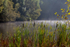 Summer Mist at Mallards Pike