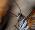 Butterfly7