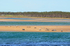 Common Seals