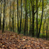 Autumn Textures