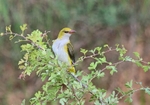 Golden Oriole