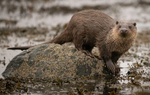 Otter cub, Isle of Mull, Scotland Dec 22