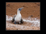 Booby protecting chick