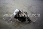 Sturgeon - Release.