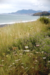 NEAR KAIKURA