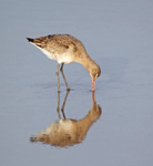 Bar-tailed Godwit - Limosa lapponica