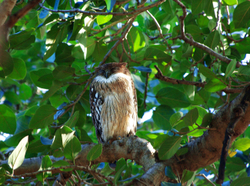 Owl - Ranthambore, Rajasthan