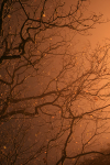 Westonbirt _WB037
