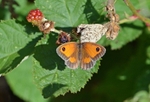 Gatekeeper