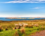 Views of Summer Isles