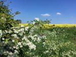 07 Hawthorn blossom