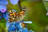 Painted Lady Butterfly - DSC_4623_00013