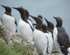 Guillemots 1