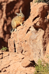 Viscacha climbing rock, Antofagasta Region, Chile