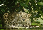 Persian Leopard - Shade (Rutland Falconry & Owl Centre)