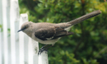 Mockingbird