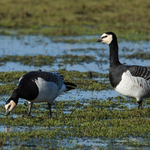 Barnacle Geese
