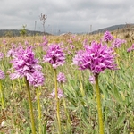 Wavy-leaved monkey orchid (Orchis italica), Also Naked Man orchid: