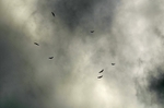 Griffon Vultures