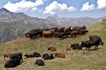Pastures near Moiry