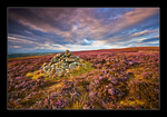 Purple Heather