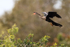 Anhinga calling on landing approach, Venice Rookery, Florida