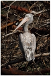 Spot Billed Pelican