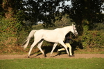 SBM_57547