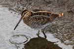 Wilson's Snipe at Potter's Marsh