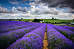 Lavender Storm 01