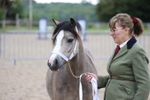 Class 3 - Mountain and Moorland Small Breeds portfolio