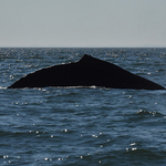 Humpback Whale Megaptera novaeangliae namesake profile