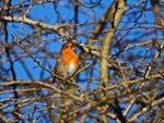 Robin