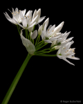 Ramsons (02)