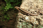 Skink basking, Cambodia