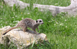 Meerkat