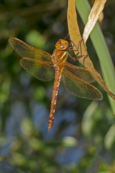 Brown Hawker